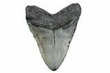 Fossil Megalodon Tooth - North Carolina #381353-2